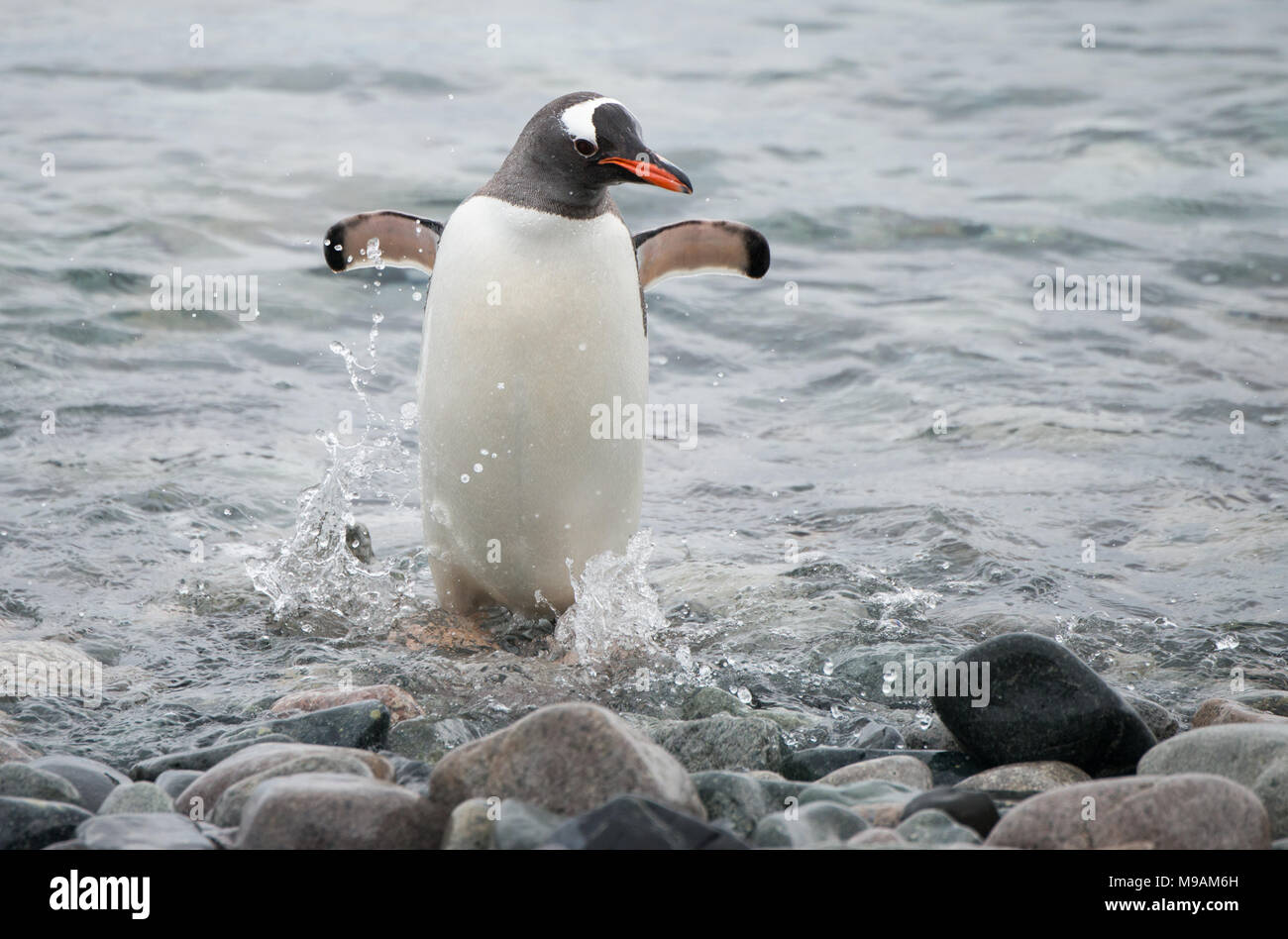 A Gentoo Penguin (Pygoscelis papua) runs on to the shore in a hurry, having been scared out by a fur seal in Antarctica Stock Photo