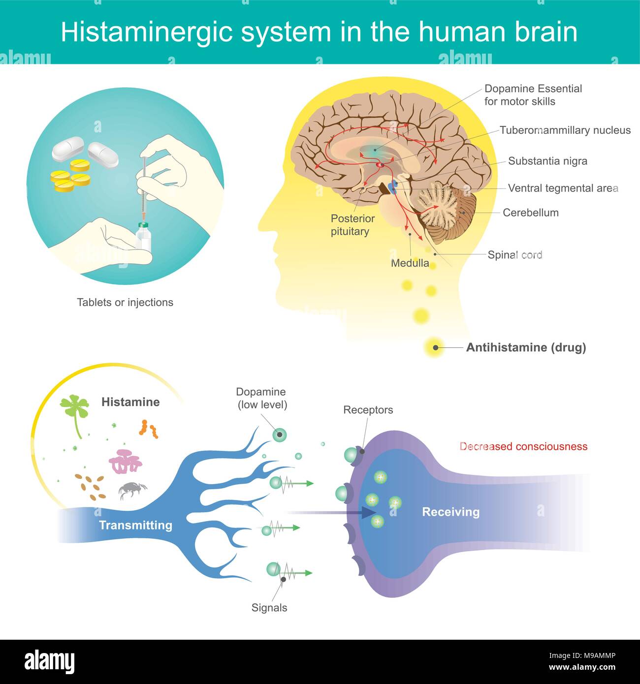 Antihistamines are drugs which treat allergic rhinitis and other