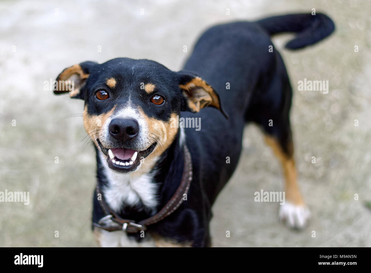 dog of breed mestizo of black color and parts white and hazel color wagging happy Stock Photo