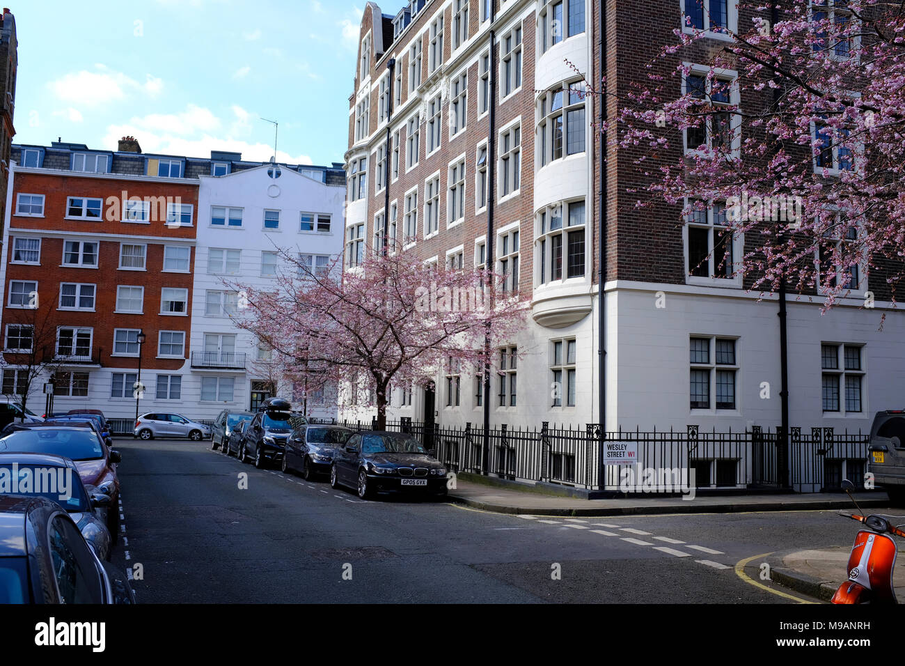 Wheatley Street London W1 Tree in Blossom March Stock Photo Alamy