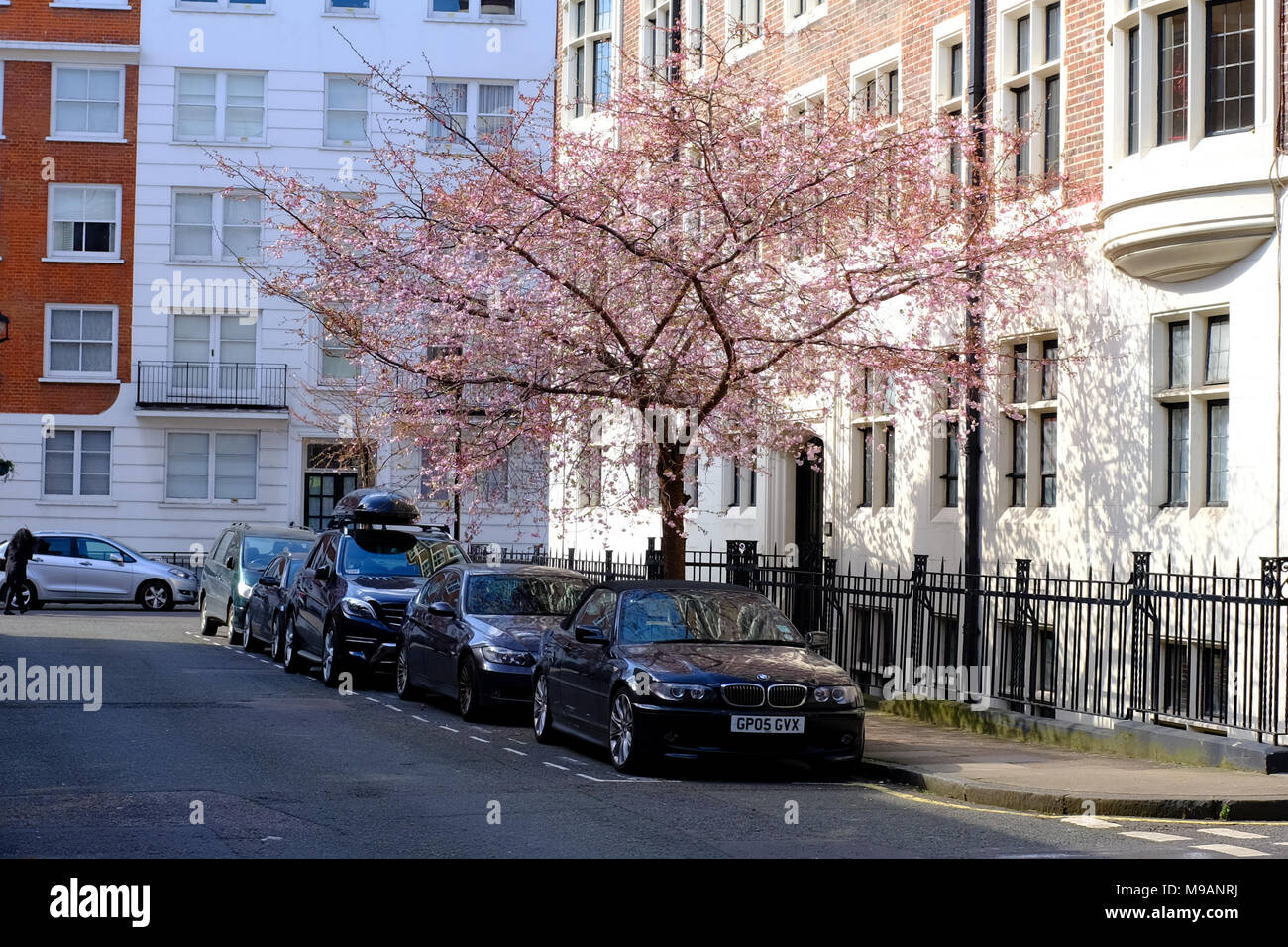 Wheatley Street London W1 Tree in Blossom March Stock Photo Alamy