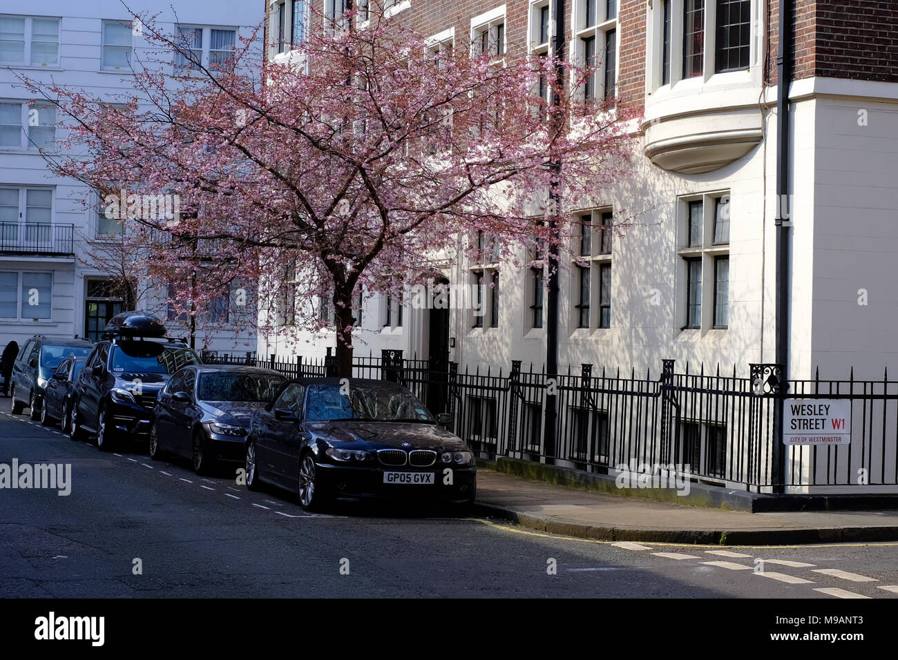 Wheatley Street London W1 Tree in Blossom March Stock Photo Alamy