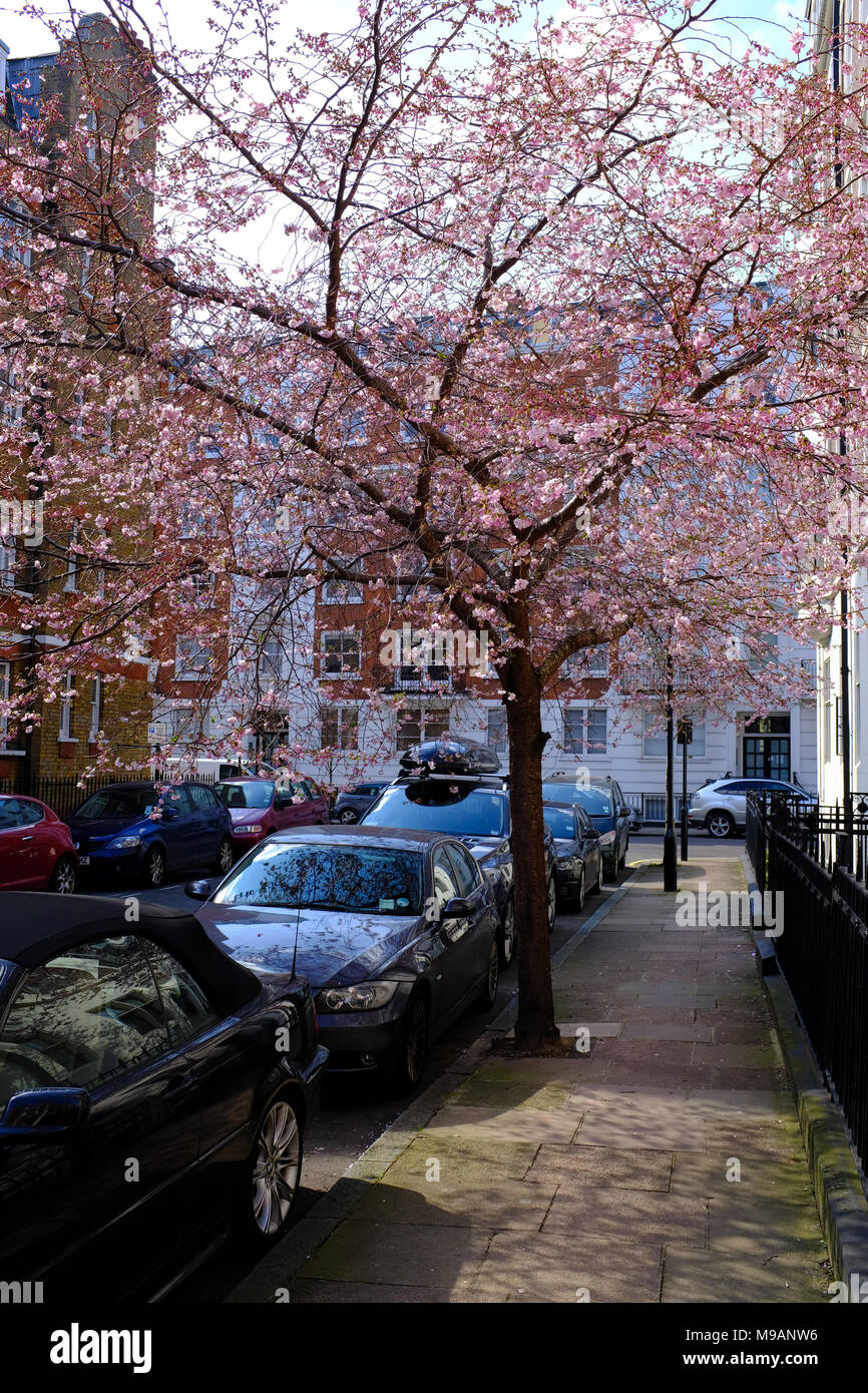 Wheatley Street London W1 Tree in Blossom March Stock Photo Alamy