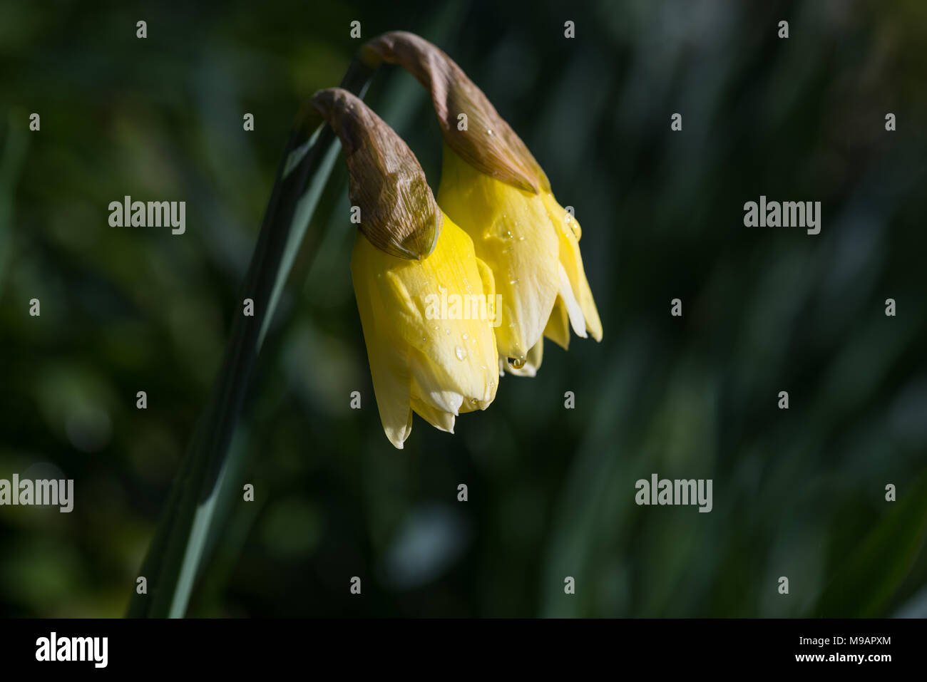 Daffodil buds Stock Photo