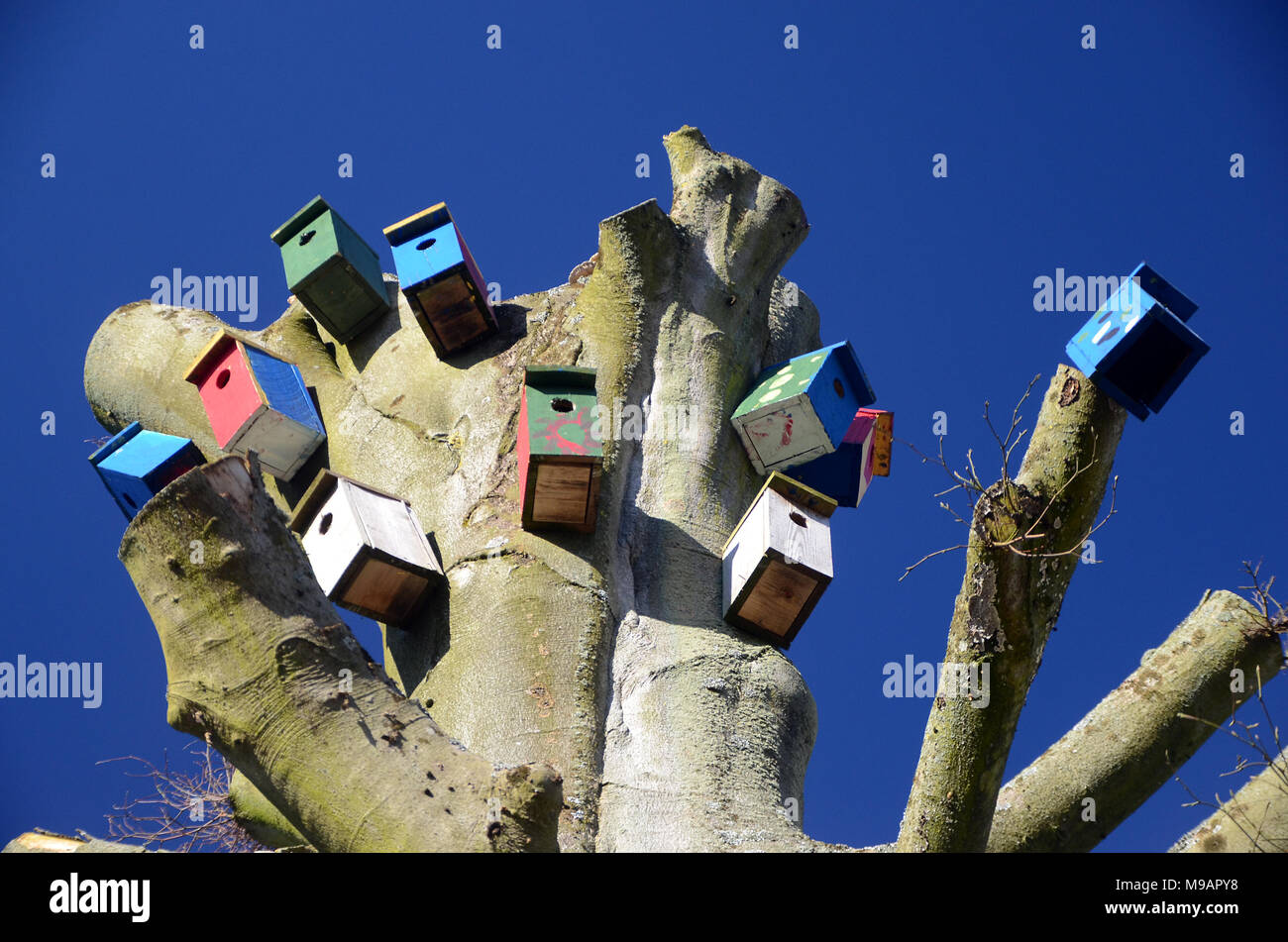 A dead tree has been cropped and equipped with colorful nest boxes.. Stock Photo