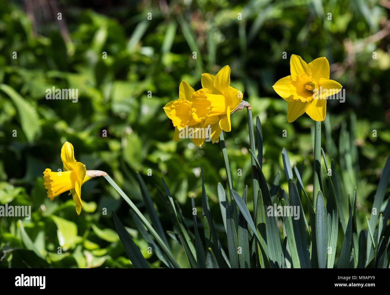 Daffodils. Stock Photo