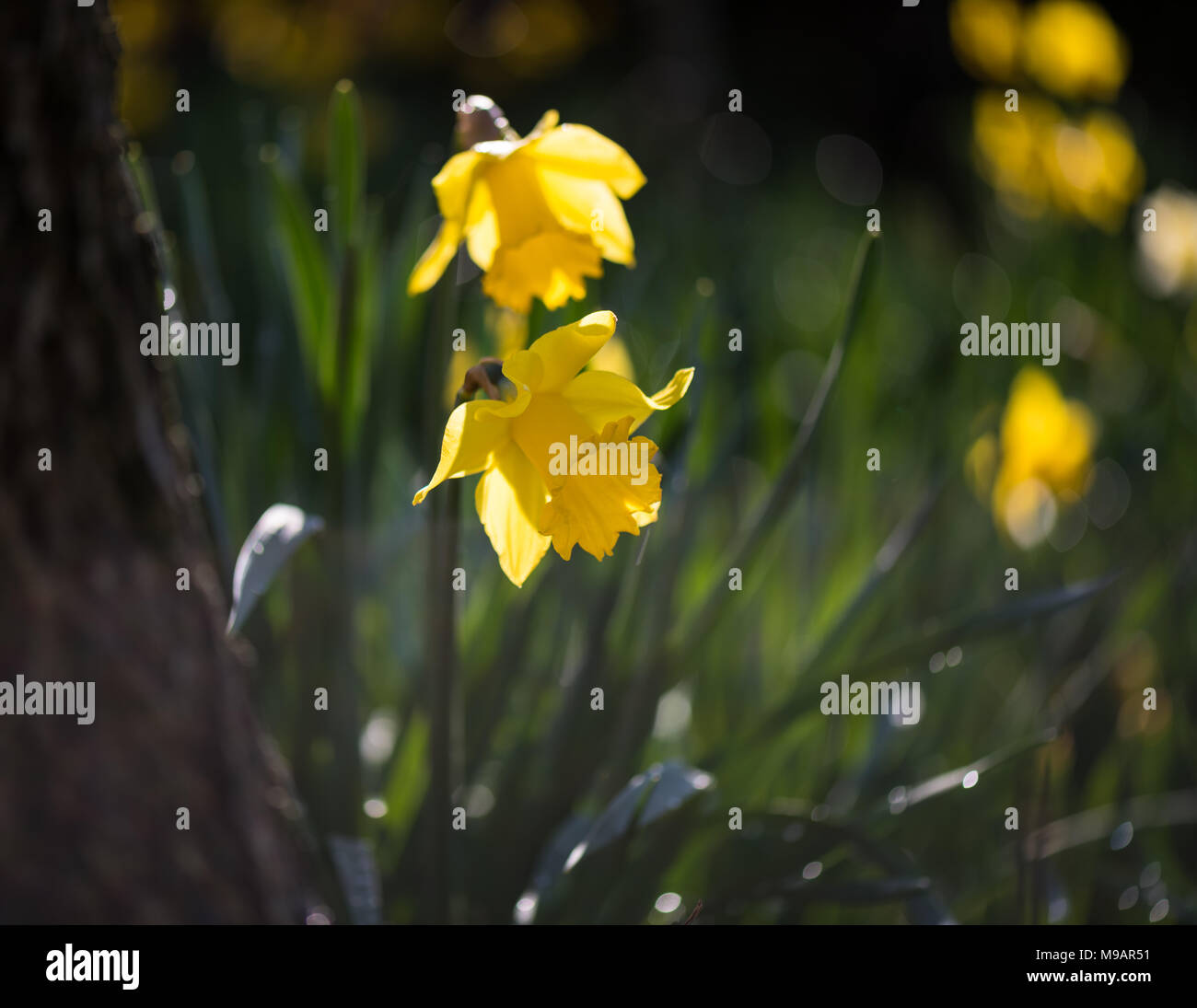Daffodils. Stock Photo