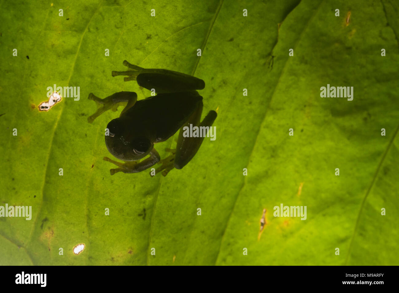 A glassfrog (Rulyrana saxiscandens) illuminated by a flash positioned behind the leaf it was sitting on. Stock Photo