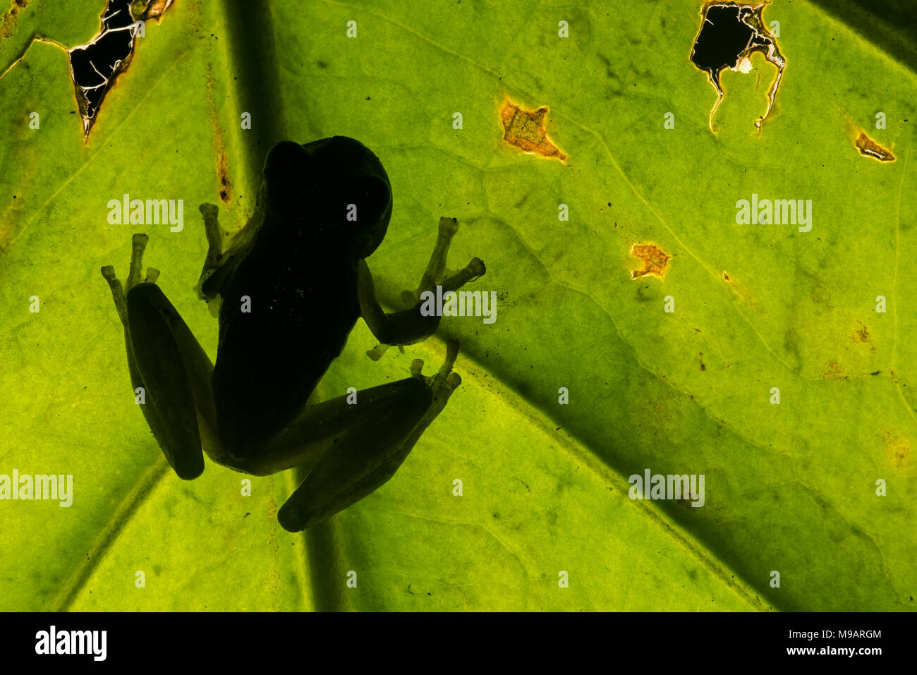 A glassfrog (Rulyrana saxiscandens) illuminated by a flash positioned behind the leaf it was sitting on. Stock Photo