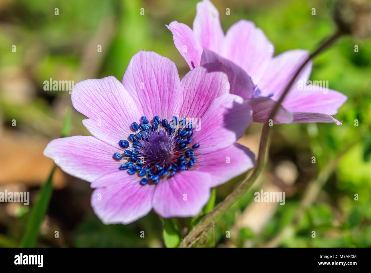 Green Grass Lawn Wild Flowers High Resolution Stock Photography and ...
