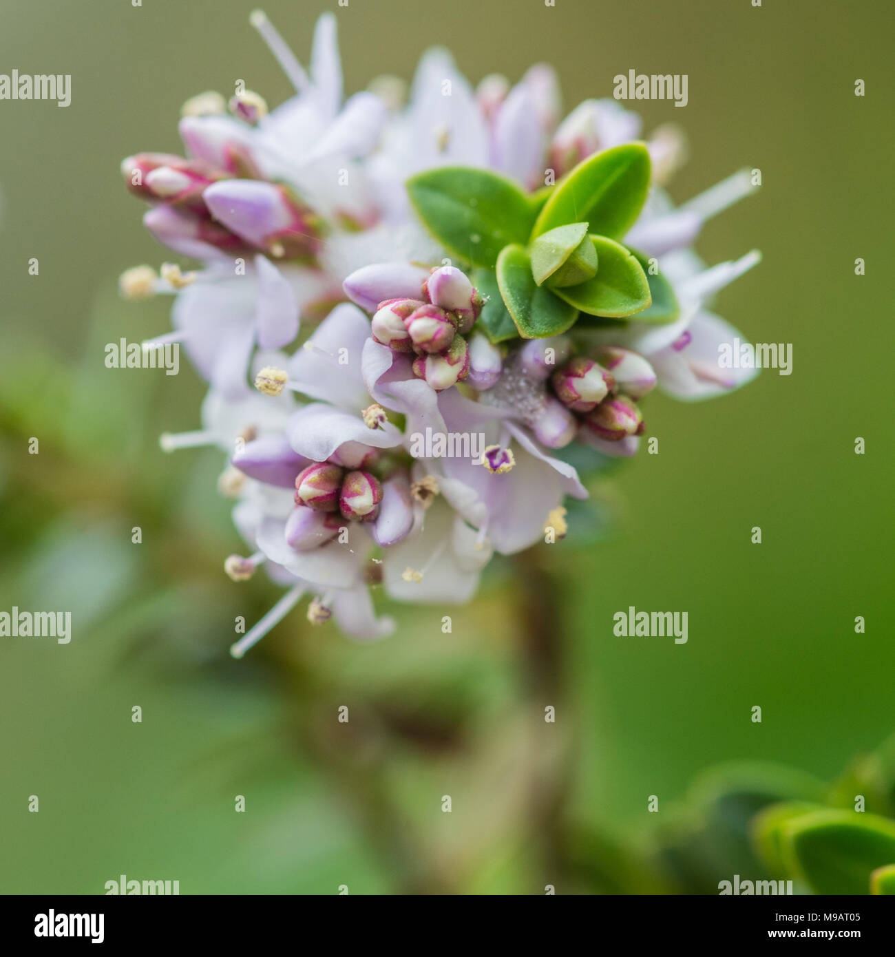 White hebe flower hires stock photography and images Alamy