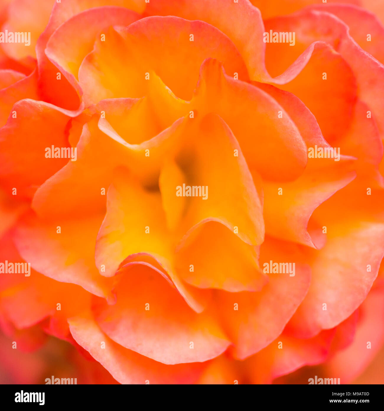 A macro shot of a begonia plant bloom. Stock Photo