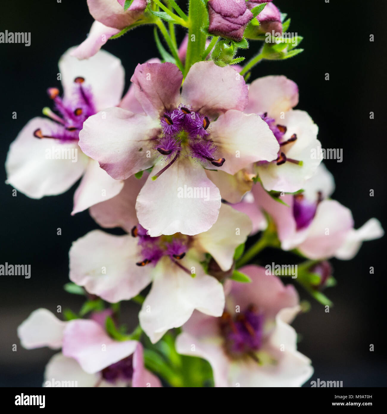 A macro shot of a pretty verbascum bloom. Stock Photo
