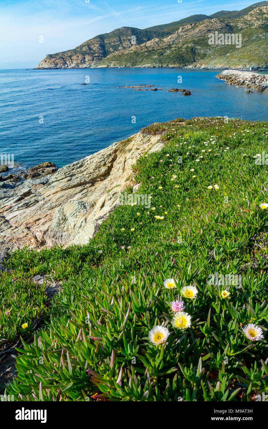 Coastline of Cap Corse with spring flowers, corsica, france Stock Photo