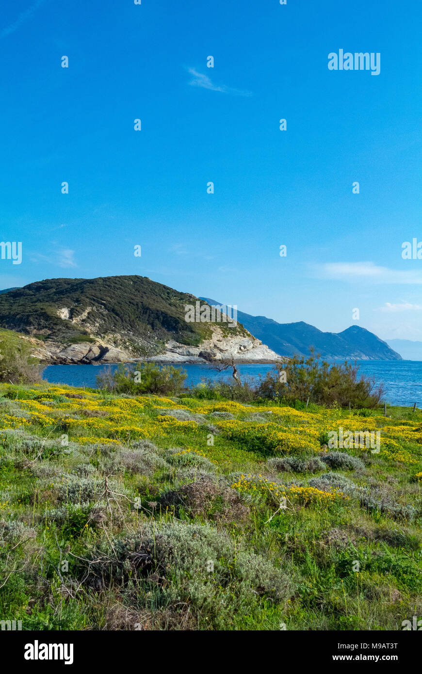 Coastline with spring flowers, corsica, france Stock Photo