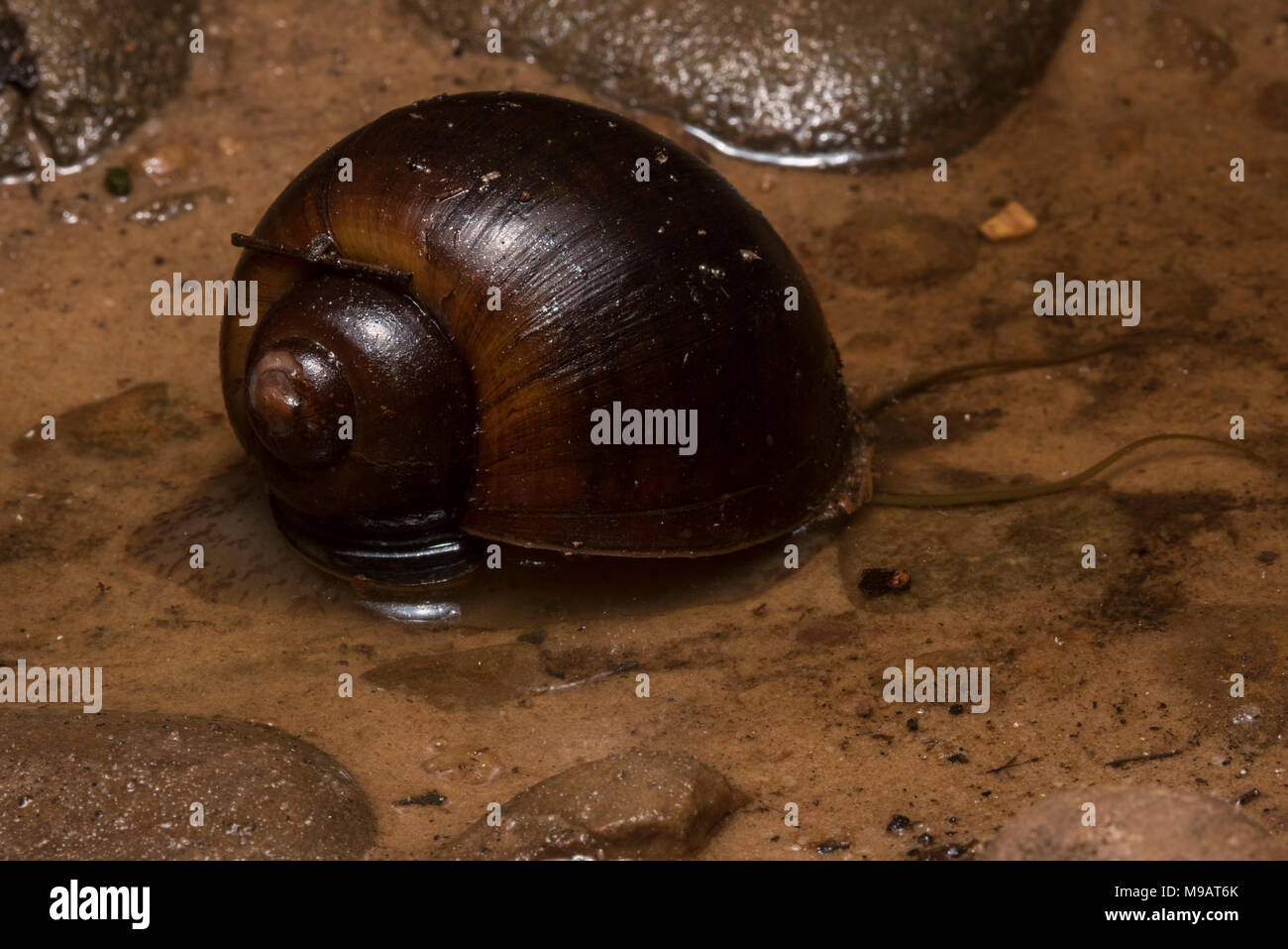 An apple snail from Peru, some of the species in this group have become invasive pests in certain parts of the world like Florida and Hawaii. Stock Photo
