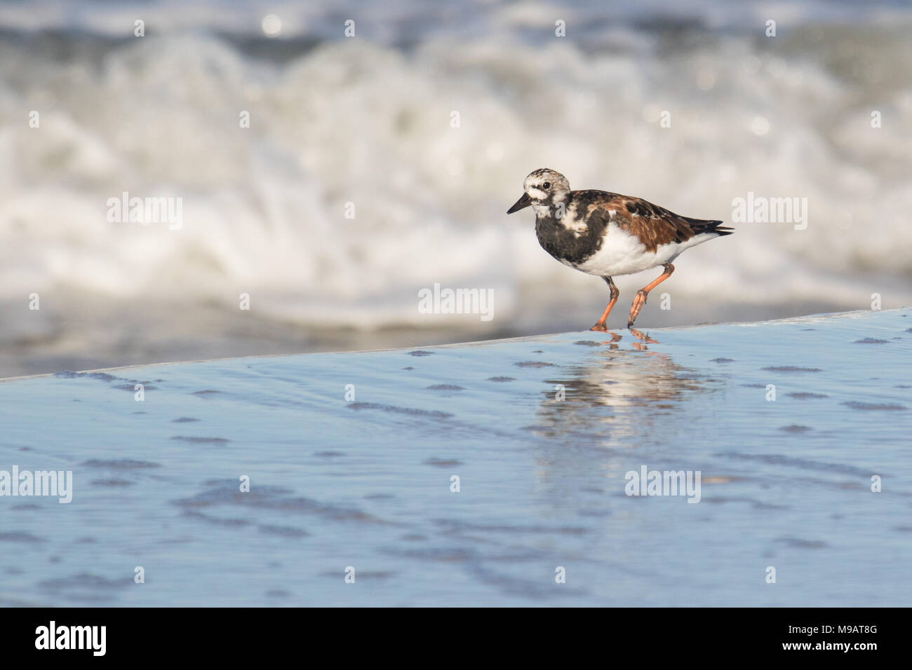 Ruddy turnstone adult with breakers in the background Stock Photo