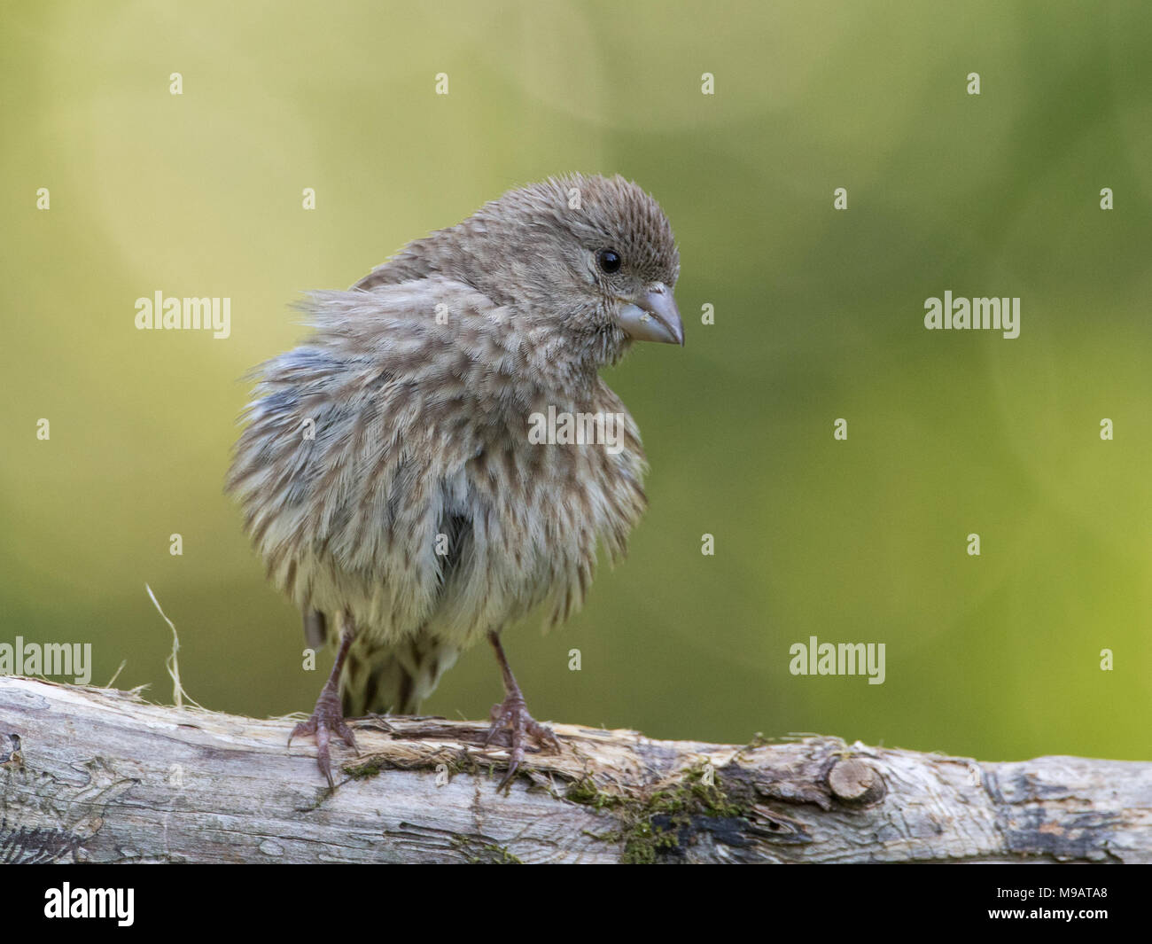 Female house finch with feathers fluffed up Stock Photo