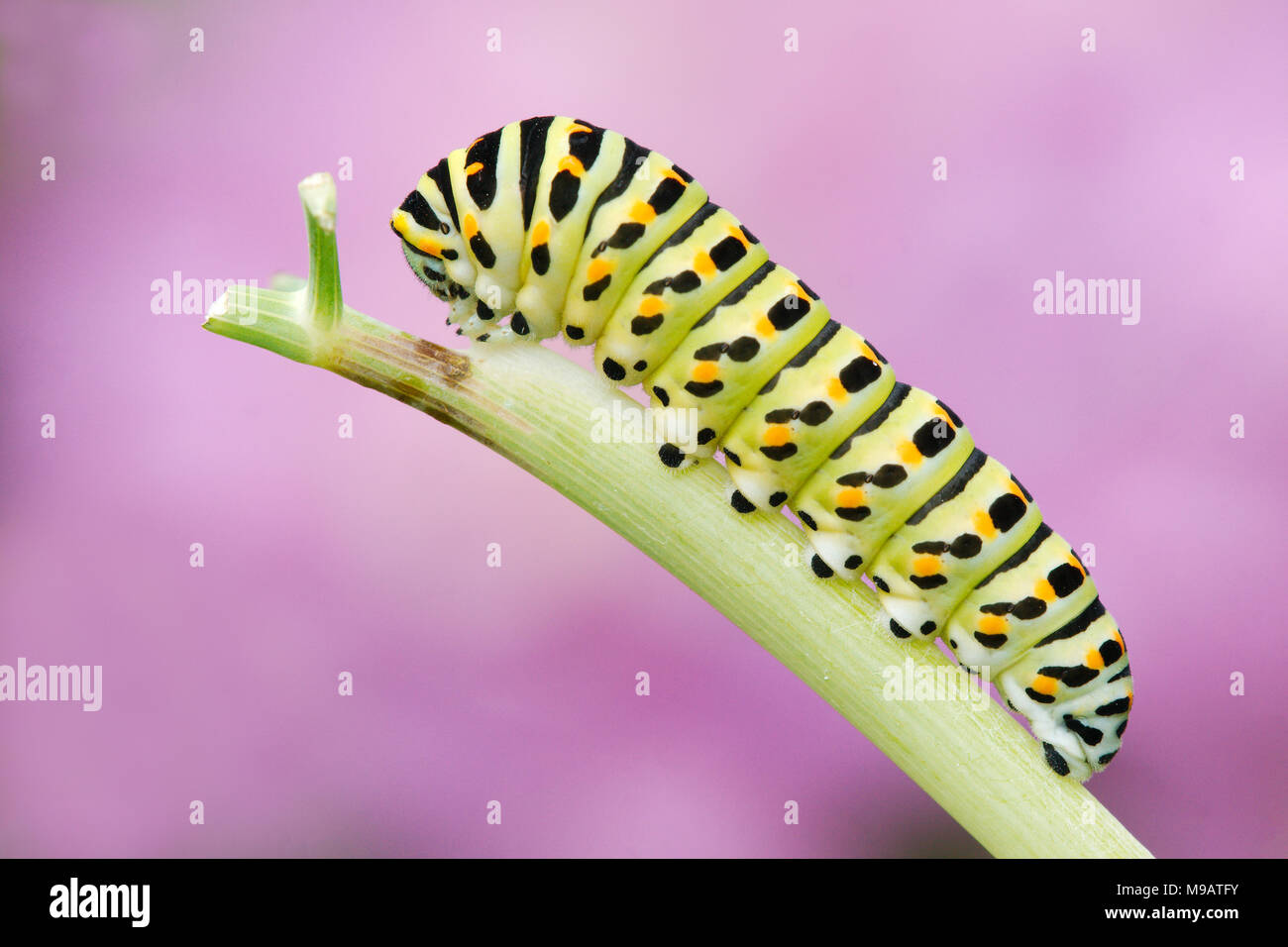 Swallowtail Butterfly Caterpillar feeding on fennel Papilio Machaon gorganus photographed in Pont-Aven, South West Brittany, France Stock Photo