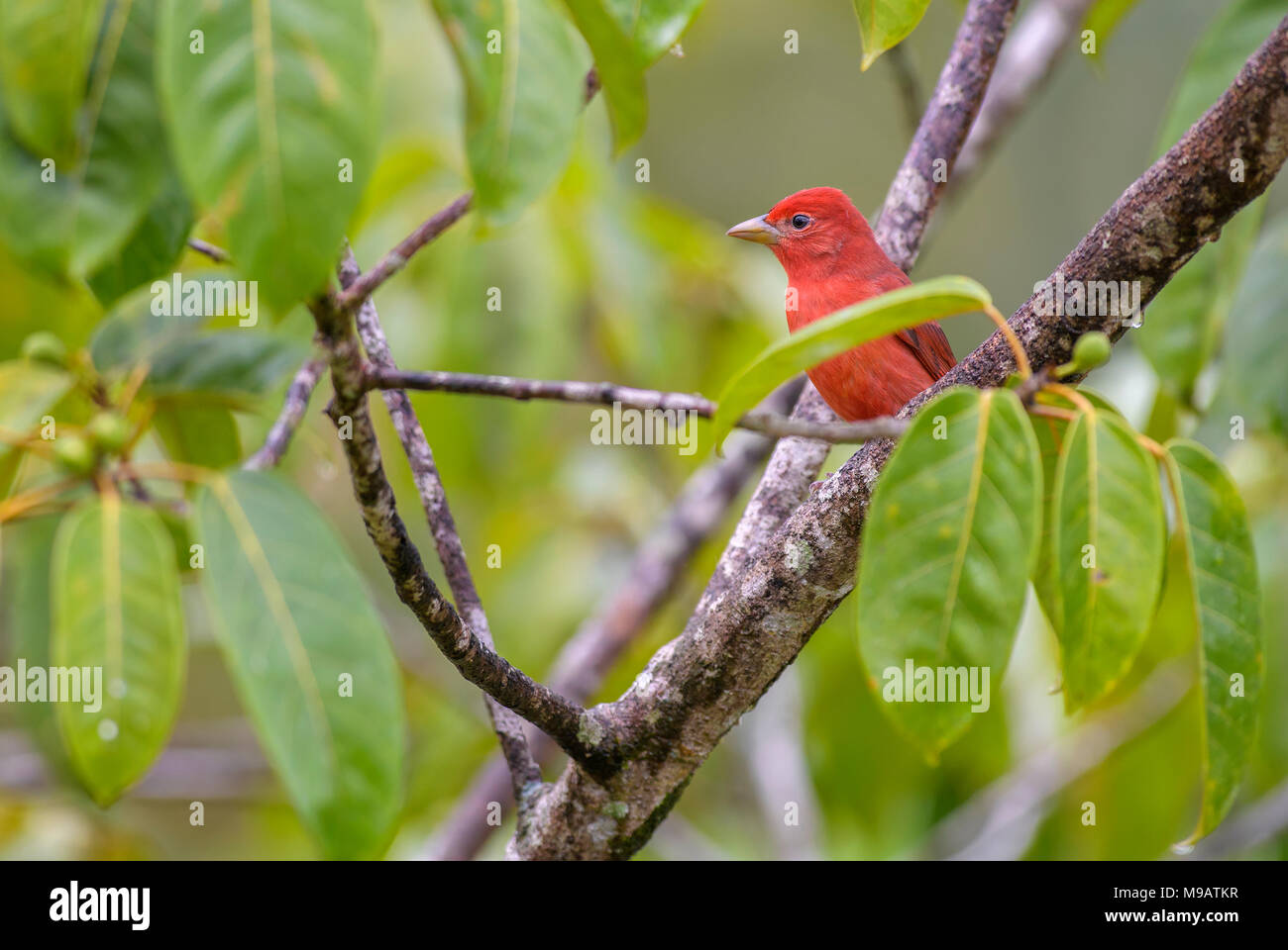 Summer Tanager - Piranga rubra, beautiful red tanager from Costa Rica forest. Stock Photo