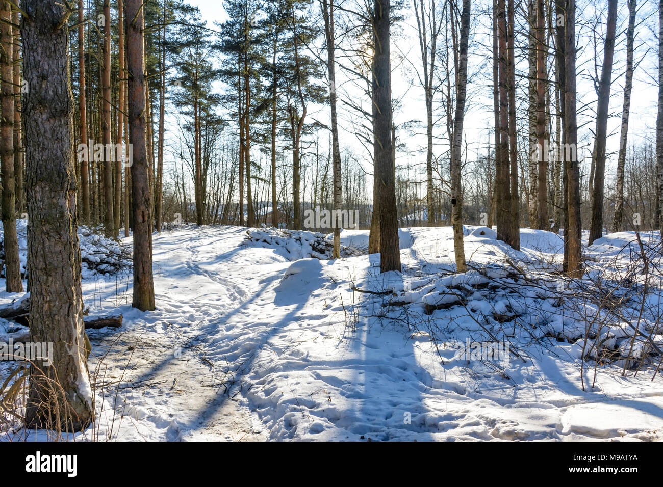 A Sunny day in a pine forest in early spring Stock Photo - Alamy