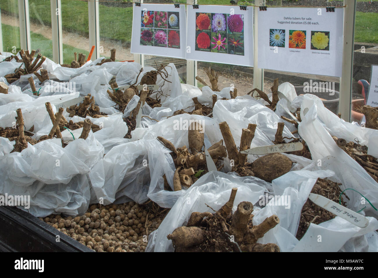 Dahlia tubers for sale during spring Stock Photo