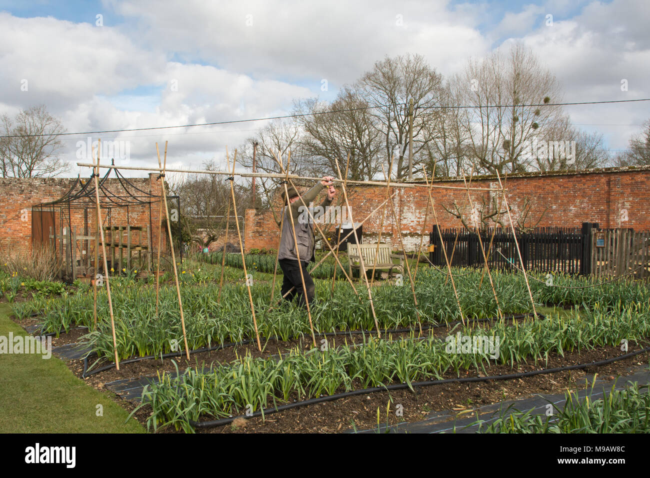 Gardener constructing a support structure for sweet peas with bamboo canes in an English walled garden Stock Photo