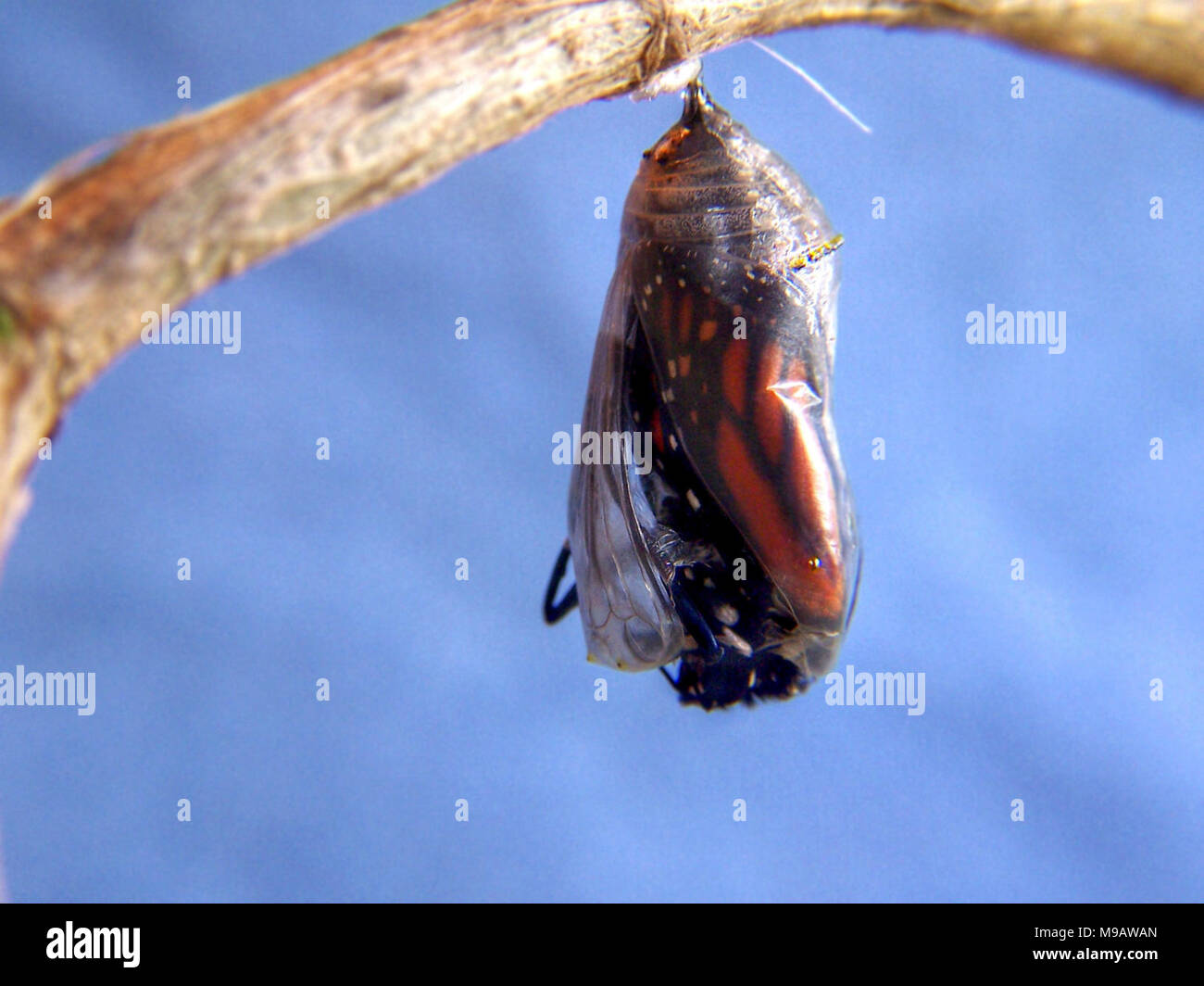Monarch Butterfly Emerging from Chrysalis in Illinois Stock Photo Alamy