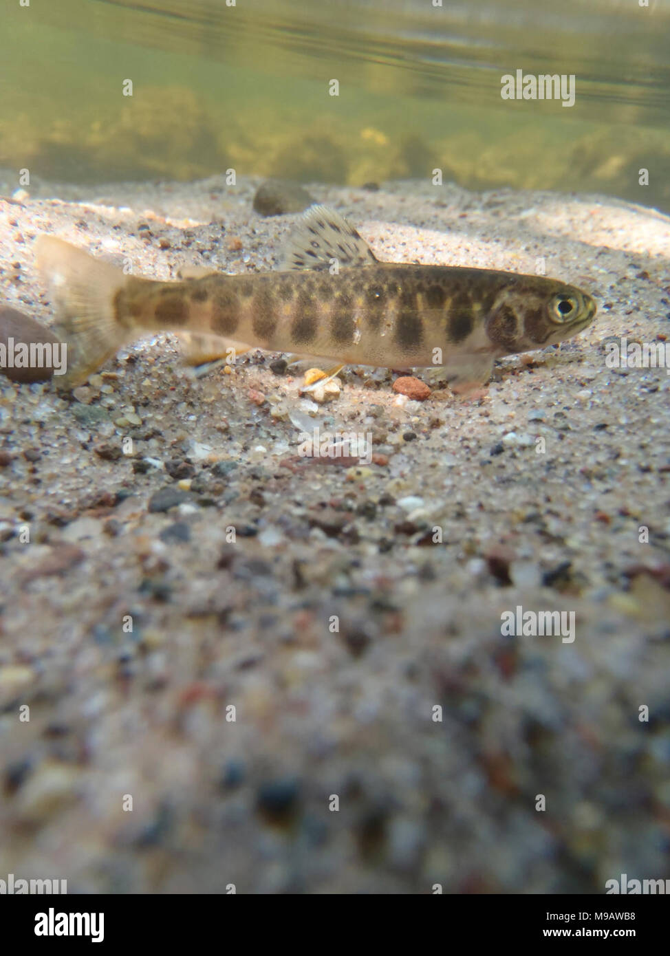 Young Brook Trout Stock Photo - Alamy
