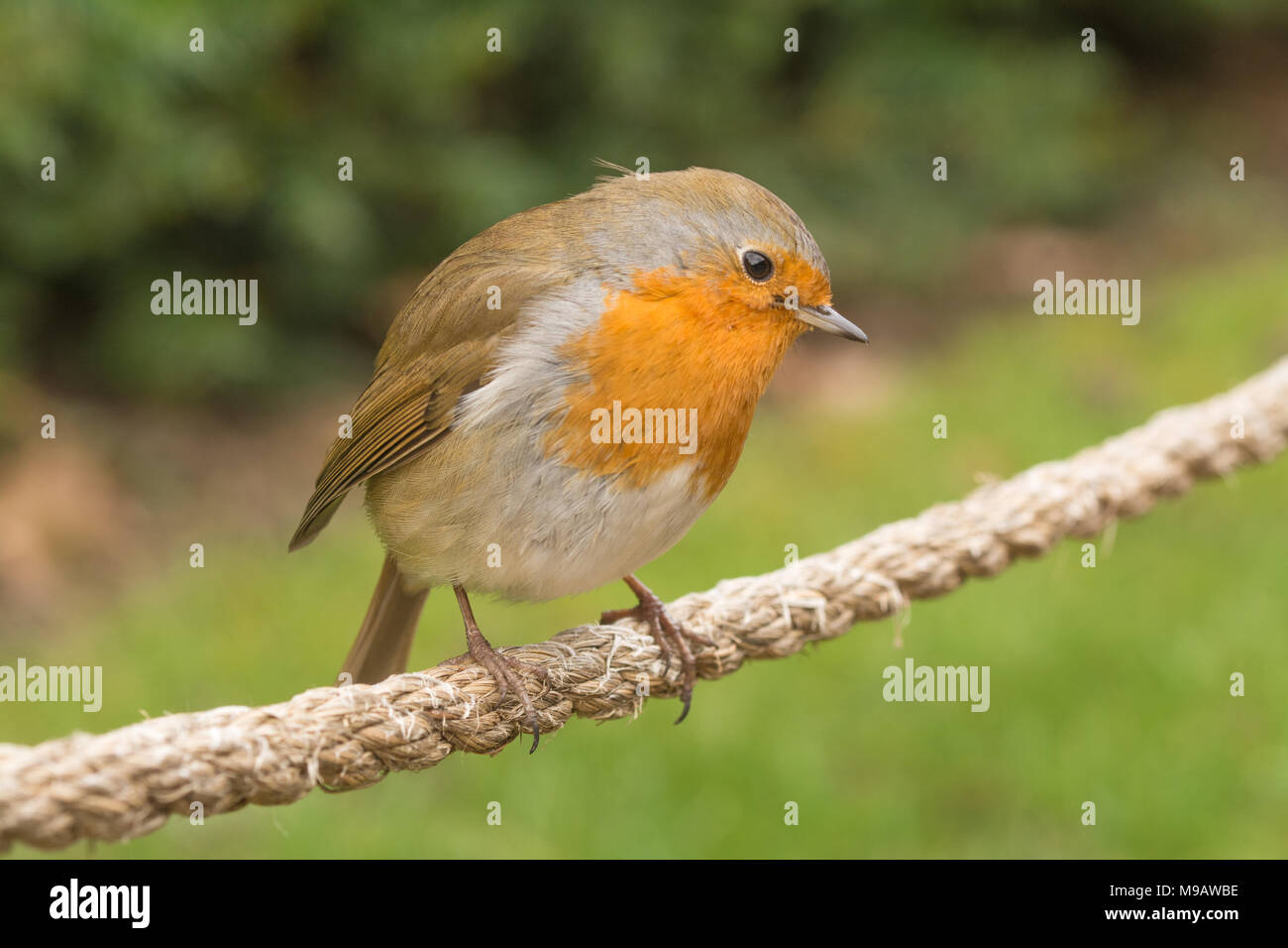 Robin (Erithacus rubecula) perched on a rope Stock Photo - Alamy