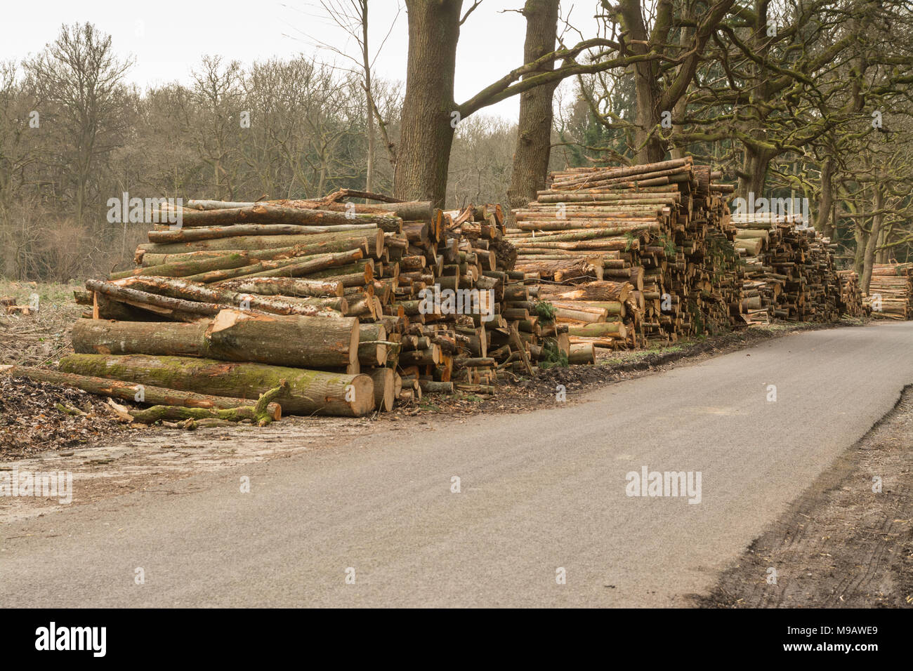 Timber stacks along the edge of a road after clear felling Stock Photo