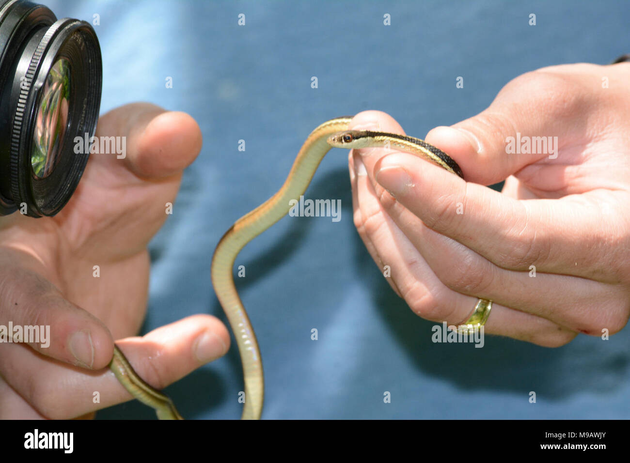 Photographing ribbon snake Muscatatuck NWR IN DSC Stock Photo - Alamy