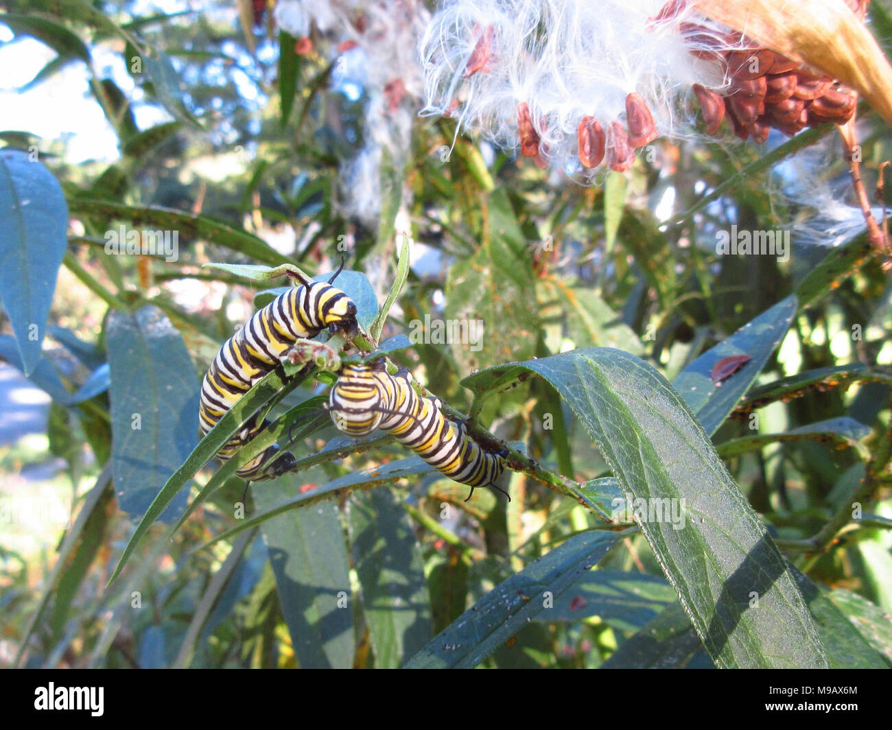 Monarch Caterpillars in Virginia Stock Photo Alamy