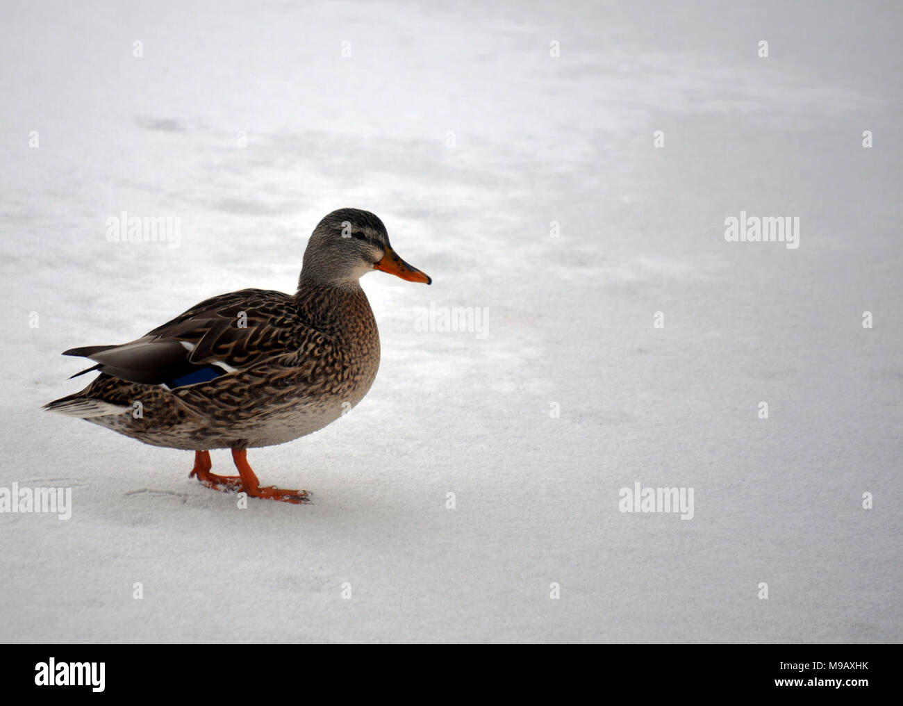 Hen Mallard Walking Stock Photo Alamy