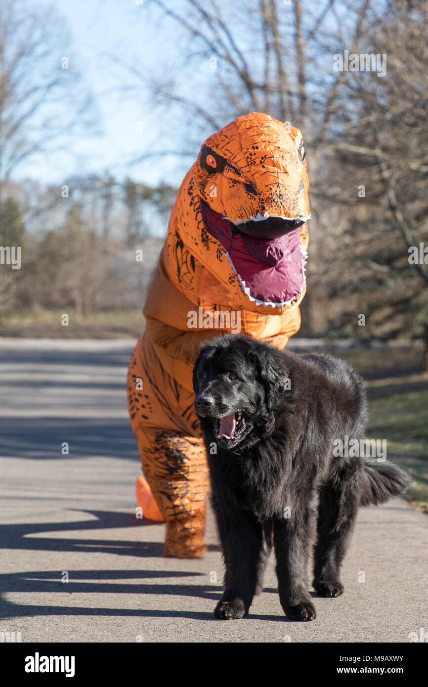 A newfoundland dog with a Trex dinosaur standing behind it Stock Photo