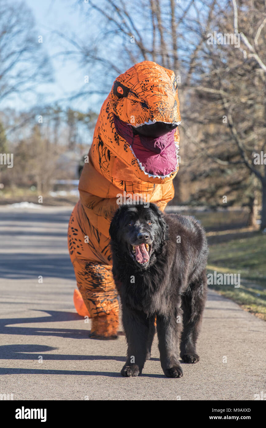 A newfoundland dog with a Trex dinosaur standing behind it Stock Photo