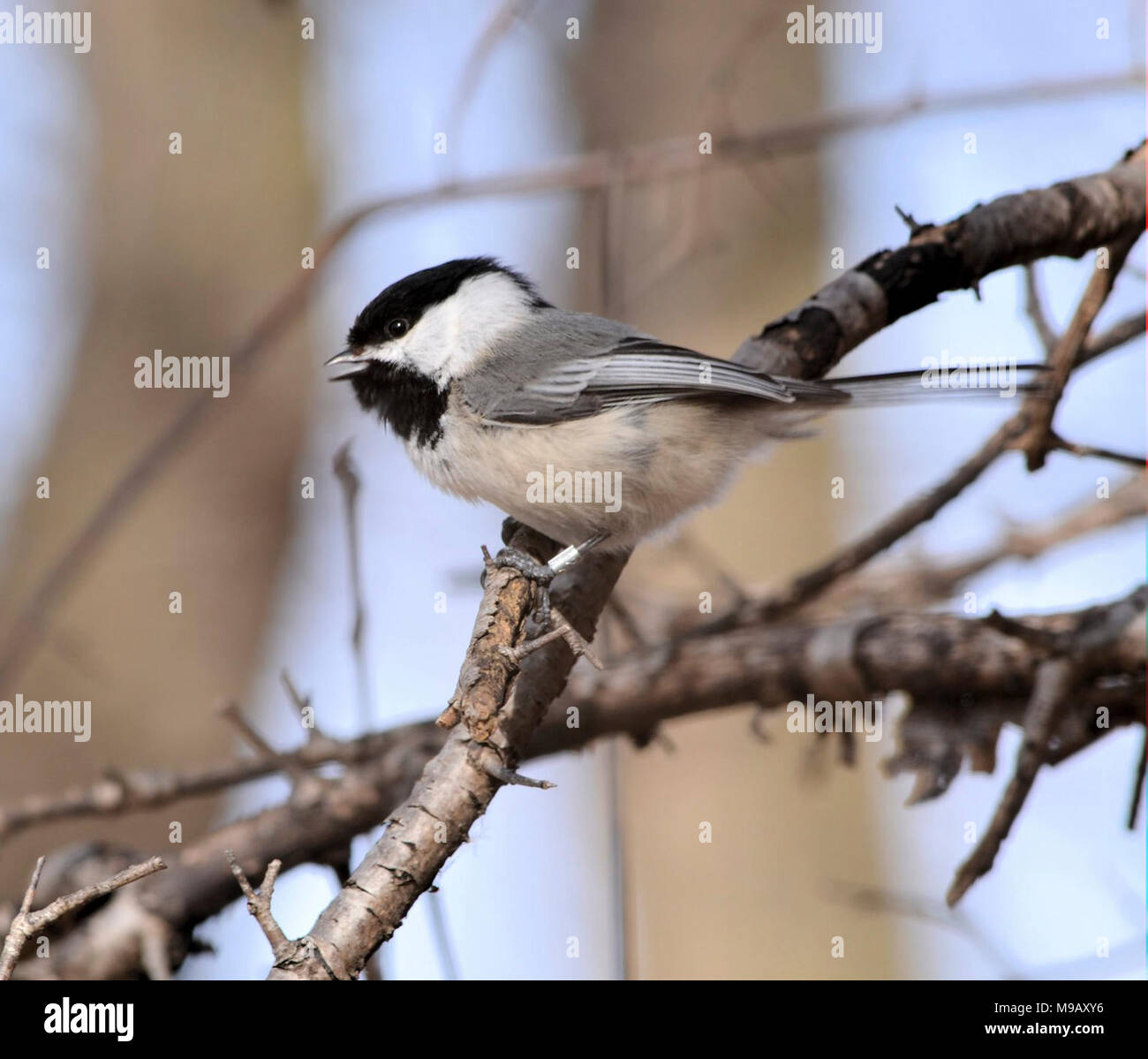 Chickadee nature photo image hi-res stock photography and images - Alamy