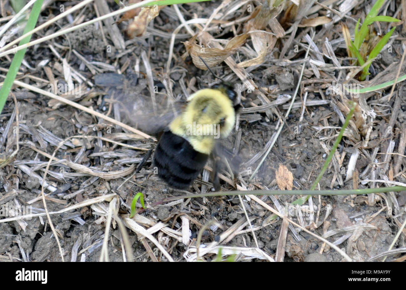 Bumblebee in flight Stock Photo