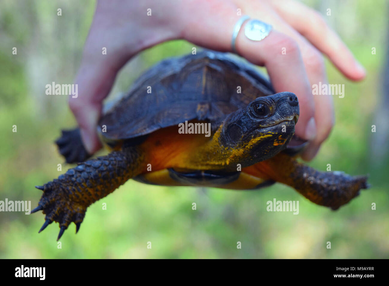 Turn turtle hi-res stock photography and images - Alamy