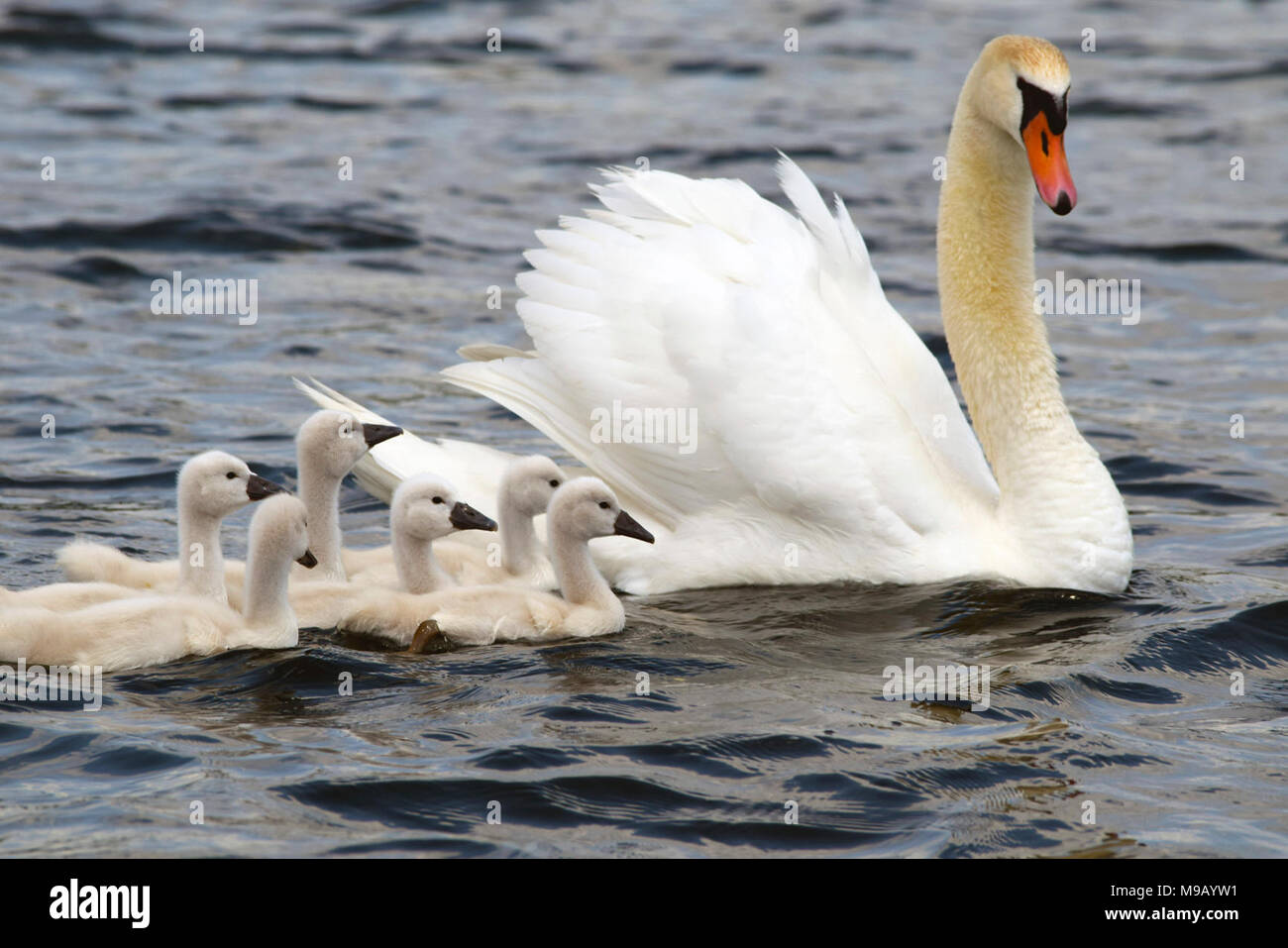Babies Learning To Swim