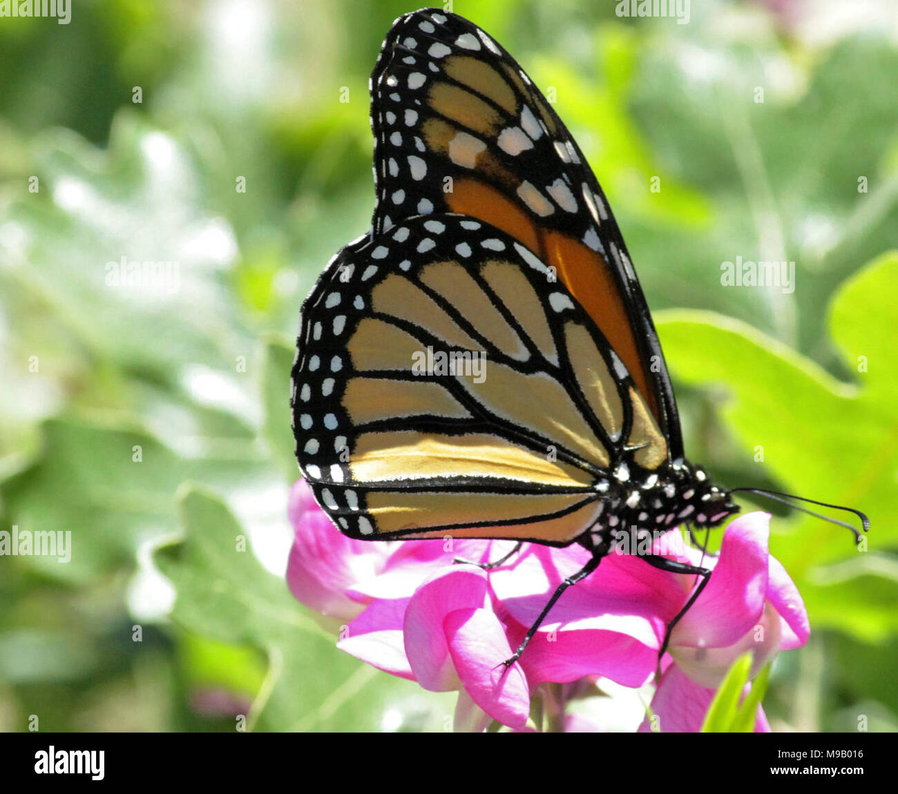 Monarch Butterfly in Oregon Stock Photo Alamy