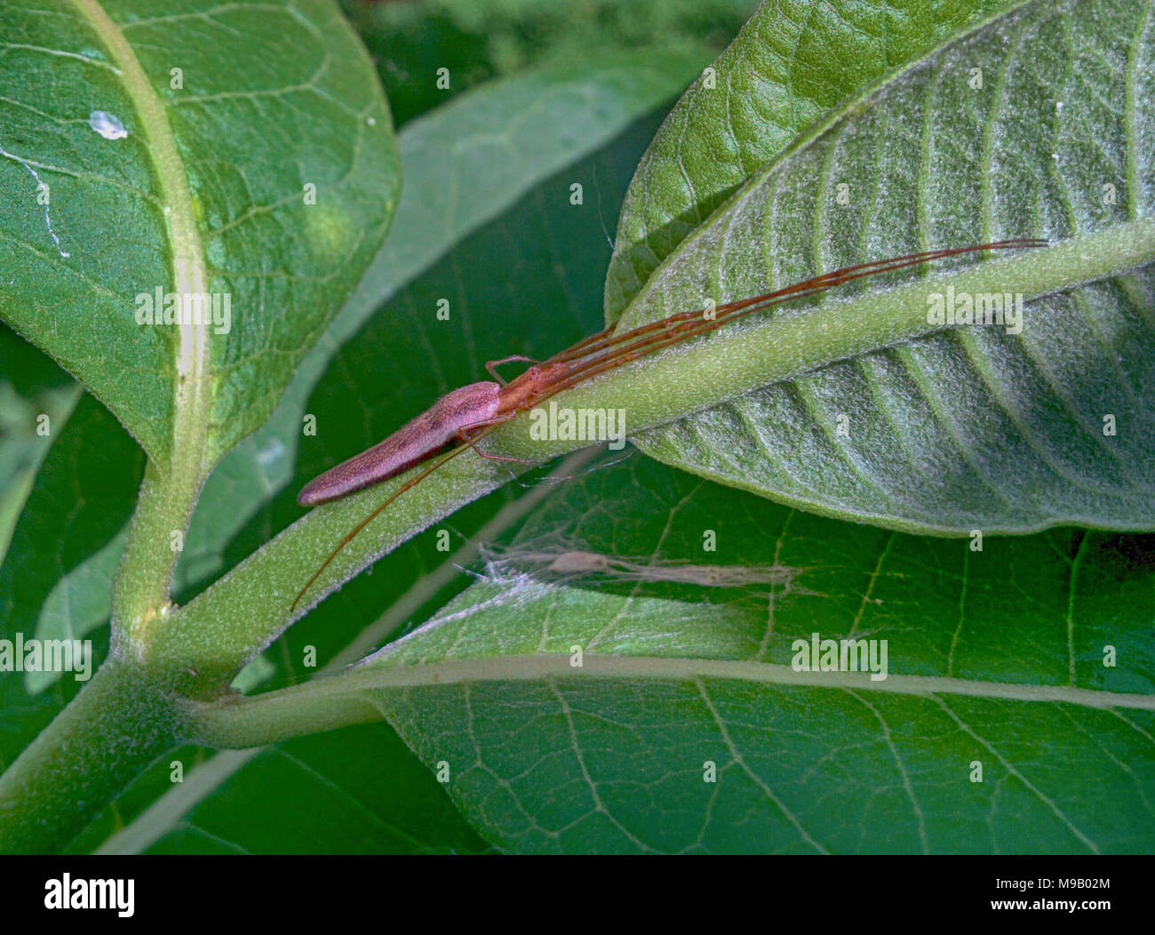 The common spiders of the United States. Spiders. thp: attid^ 57