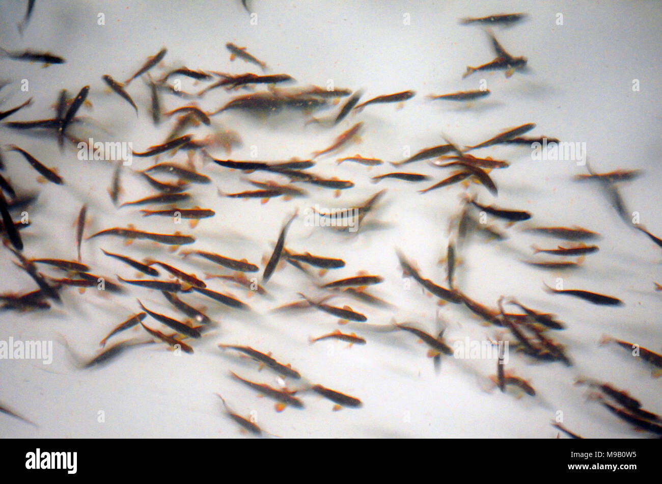 Atlantic salmon habitat hires stock photography and images Alamy