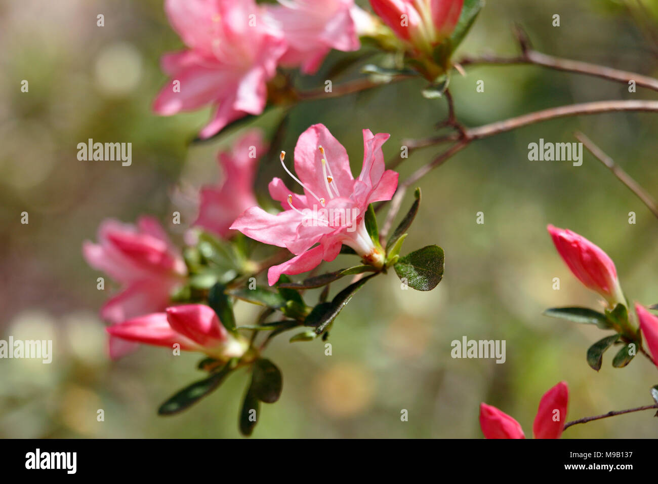 Rhododendron 'Pink Pearl' - Hybrid Azalea - April Stock Photo