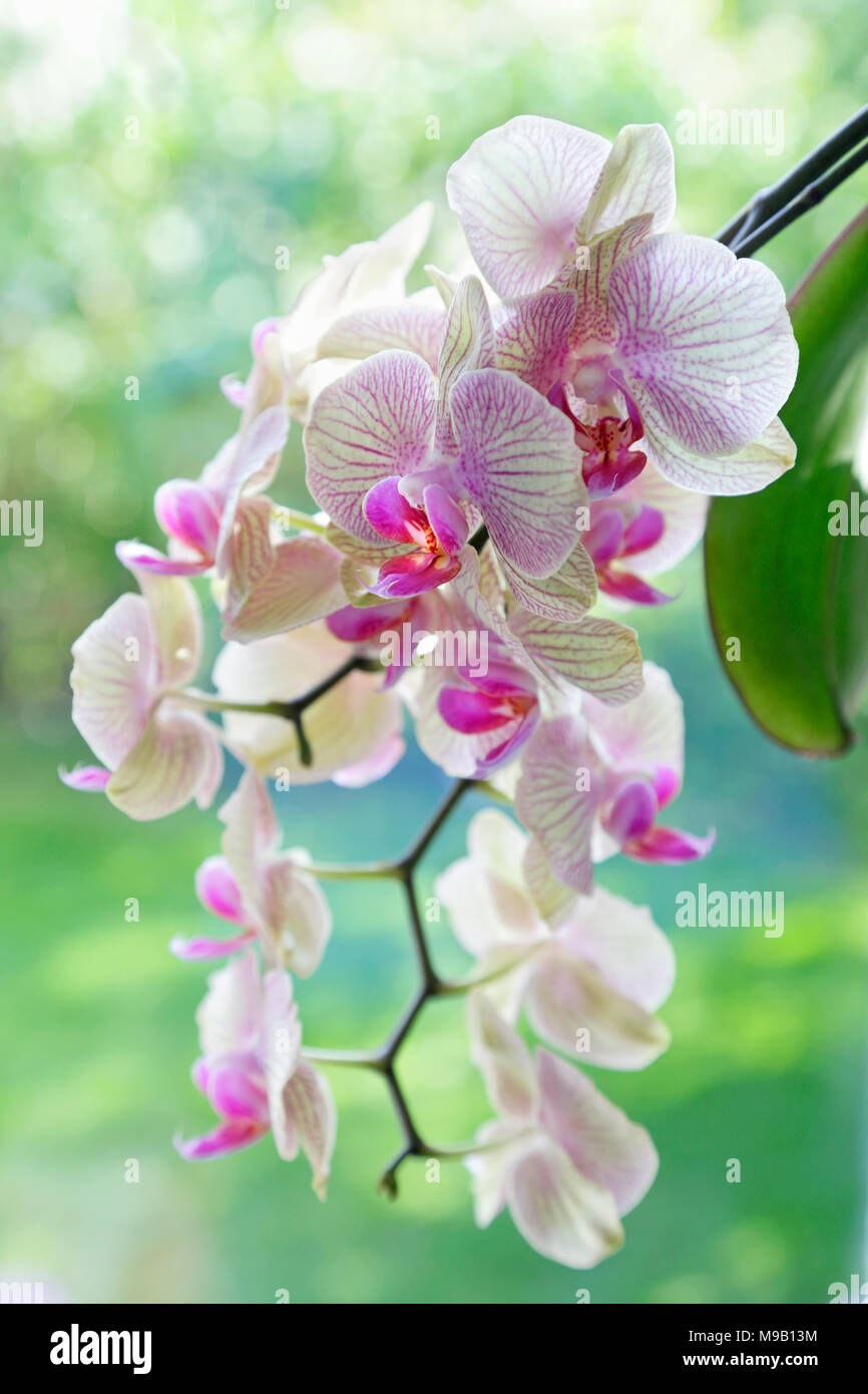 Phalaenopsis - Moth orchid Stock Photo