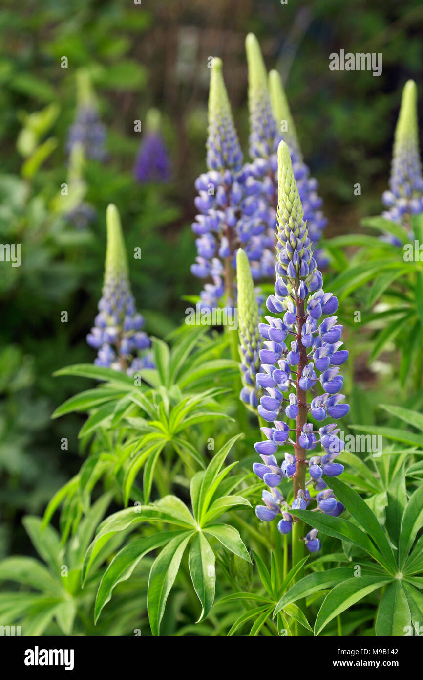 Lupinus- Lupin - June Stock Photo