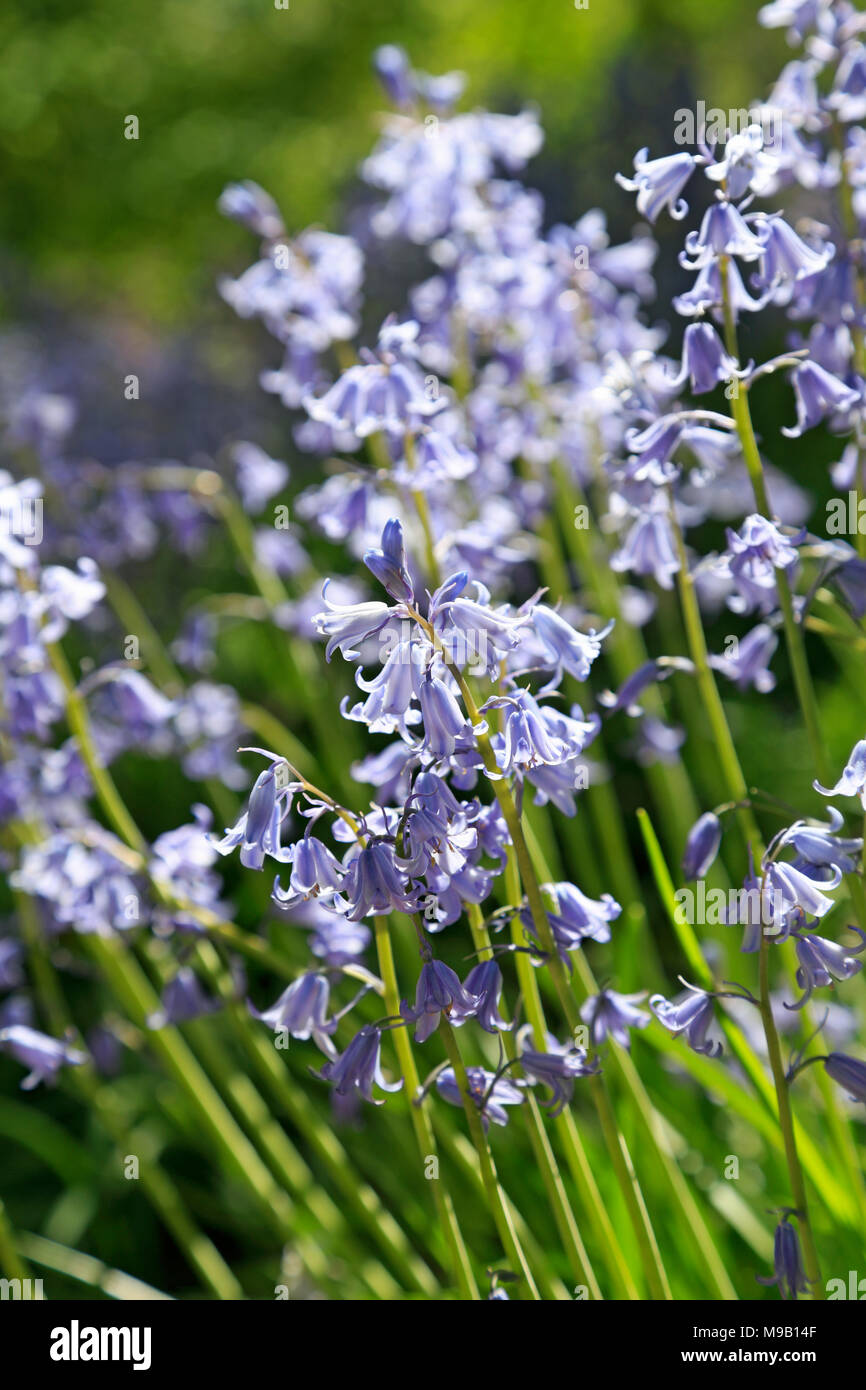 Hyacinthoides hispanica - Spanish Bluebell - April Stock Photo
