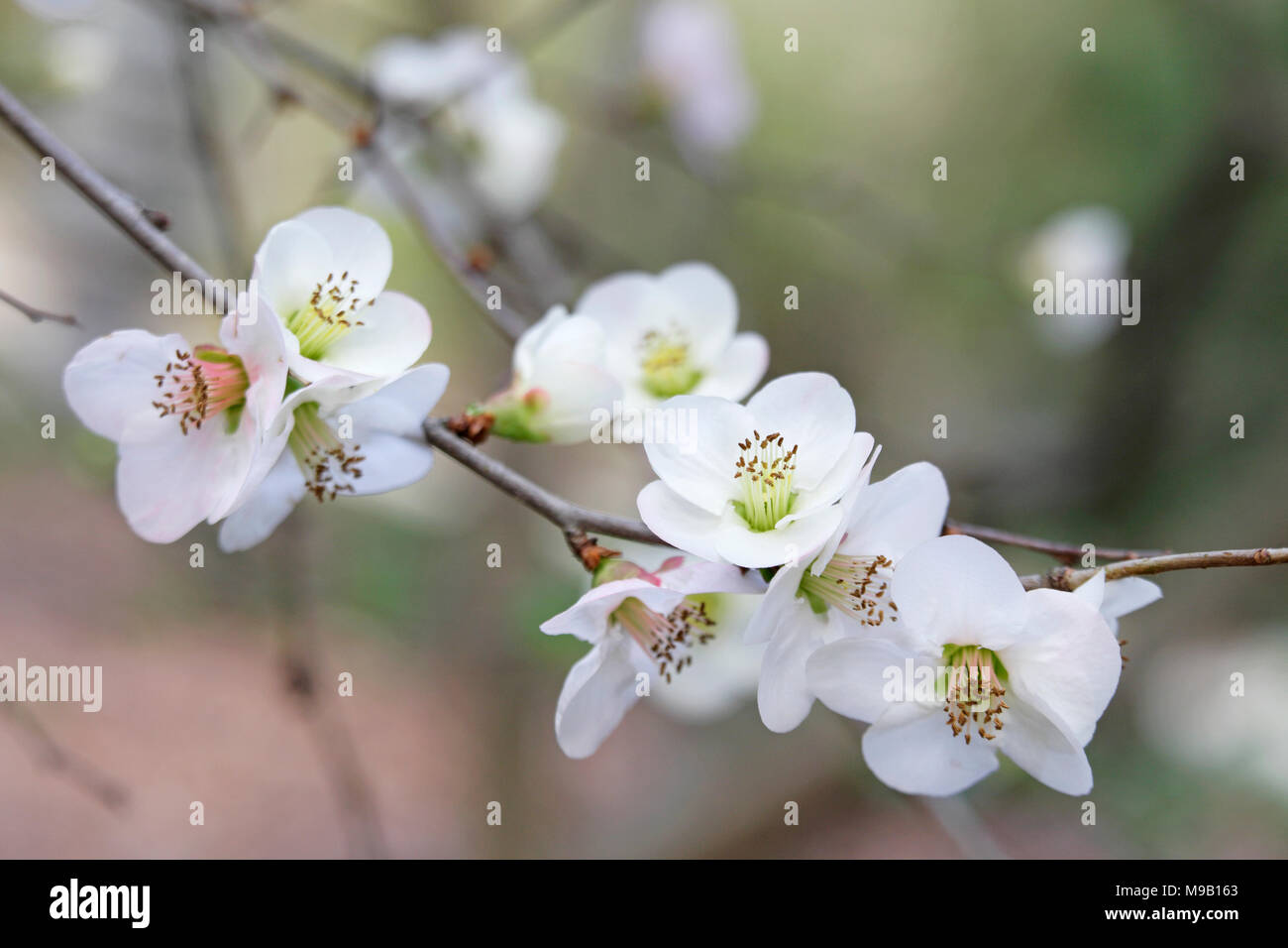 Chaenomeles speciosa Toyo-Nishiki - Flowering Quince - February Stock Photo