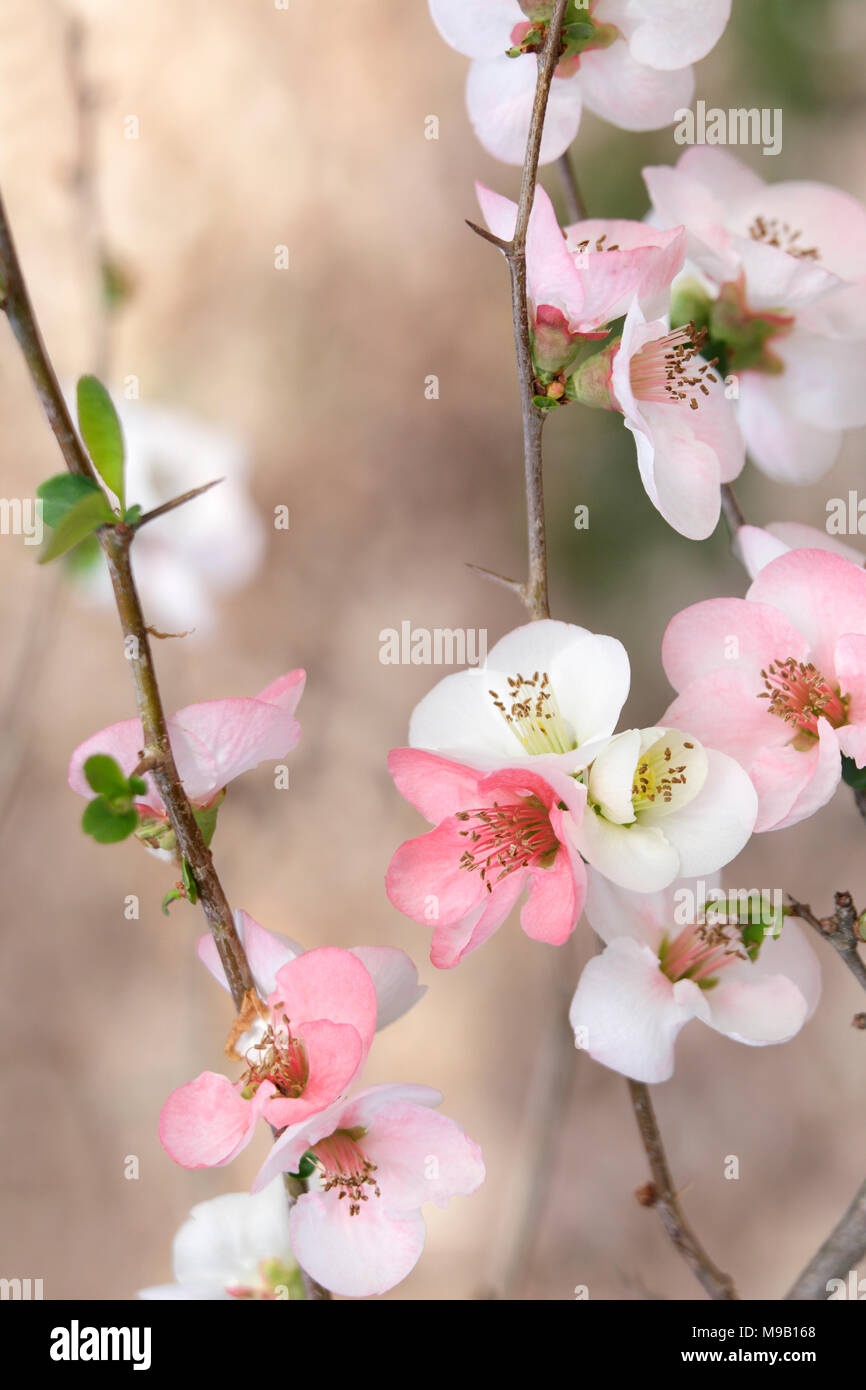 Chaenomeles speciosa Toyo-Nishiki -  Flowering Quince - February Stock Photo
