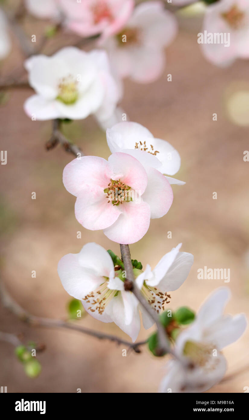 Chaenomeles speciosa Toyo-Nishiki - Flowering Quince - February Stock Photo